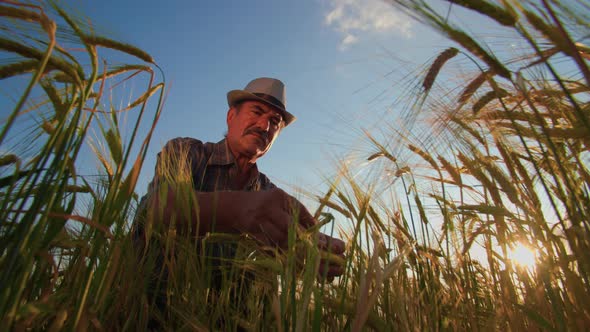 Analysis and Inspection of Wheat Crops in the Field By a Farmer or Agronomist alt