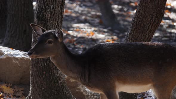Young Deer In An Oak Forest alt