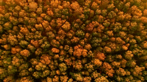 Aerial Top View of Orange Forest in Autumn Day
