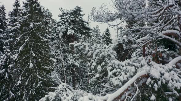 Winter Landscape of a Russian Village in the Forest