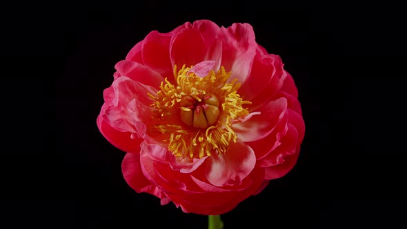 Time Lapse of a Pink Peony Blooming alt