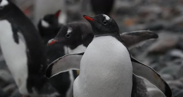 CU Gentoo Penguin (Pygoscelis papua) chicks / Cuverville Island, Antarctica
