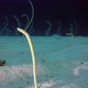 Underwater Beautiful Garden Eels - VideoHive Item for Sale