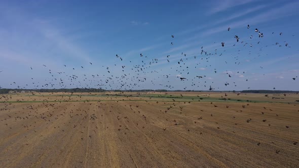 Drone footage of flying trough a flock of birds