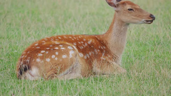 Sika Deer, Cervus Nippon Is Lying in Grass and Chewing Something. Spotted Deer or the Japanese Deer alt