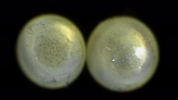 Movement of the Embryo in the Eggs of Aquarium Fish alt