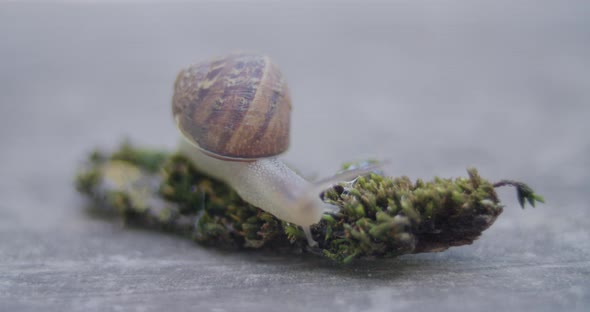 Macro shot of a snail as it crawls on a clump of moss. alt