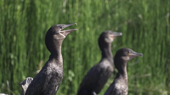 Close up of a group of neotropic cormorants performing a long calling courtship display during breed alt