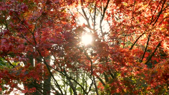 Autumn Trees