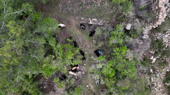 Herd of sheep in the mountains aerial view 4 K alt
