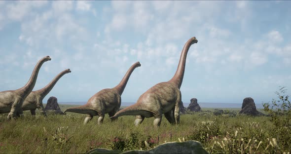Brachiosaurus Herd Sauropod Walking in Search of Food