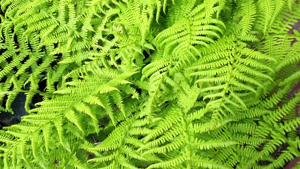 Leaves Are Green Ferns Are Commonly Known As Ornamental Plants in the Garden