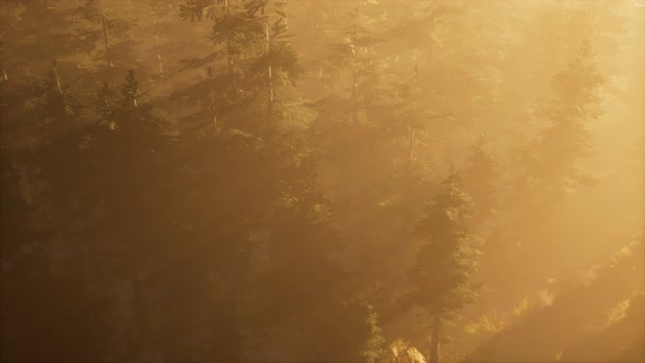 Aerial Sunrays in Forest with Fog alt