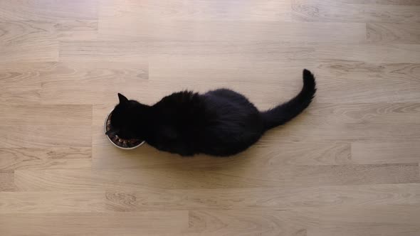Black Cat Eating From Metal Bowl