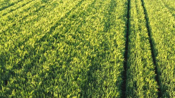 Aerial Shot of Young Cereal Field at Spring Season alt