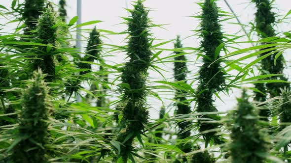 Medical cannabis plants and hemp inflorescences grown under controlled conditions in large alt