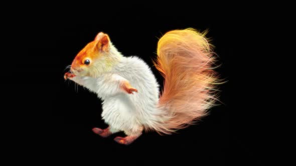 79 White Squirrel Dancing HD alt