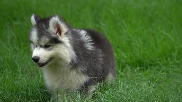 Cute Siberian Husky Puppy Walking On Green Grass alt