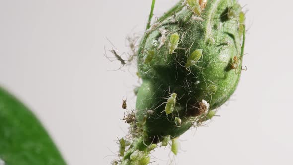 Aphids on a Flower Head alt