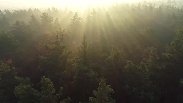 Flying Towards the Sun Rays, Fabulous Morning Sunrise Aerial Shot, Pine Tree Tops and Branches Lit alt