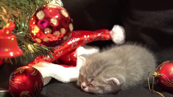 Funny Little Gray Fold Scottish Kitten Kitty Sleeping on