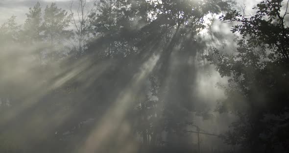 The Sun's Rays In The Forest Break Through The Trees. Moisture Evaporates After Rain. Fog