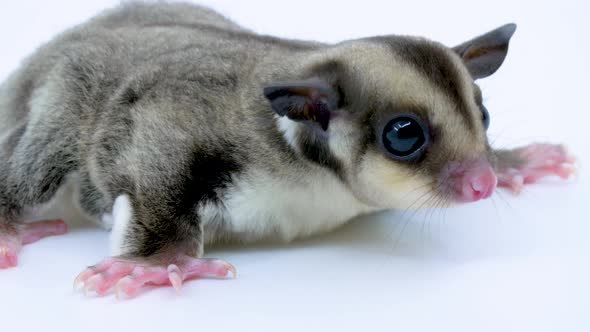 Close-up baby sugar glider nervous on a white studio background alt