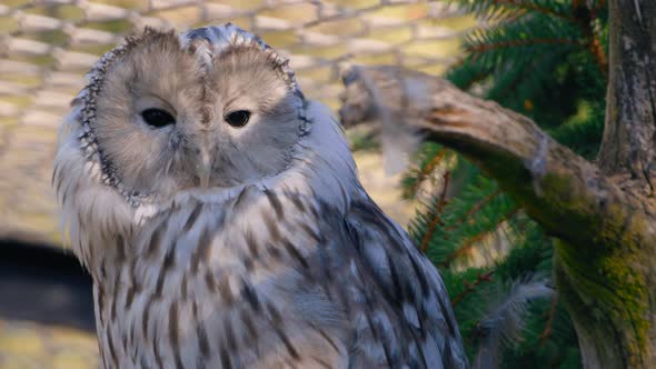 Close up of Ural owl face, black eyes searching for a prey, inside a cage - Strix Uralensis - still alt