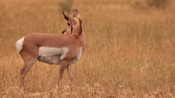 Pronghorn in Yellowstone National Park alt