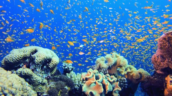 Underwater Scene alt