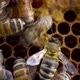 Bees on Honeycombs Make Honey - VideoHive Item for Sale