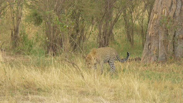 Leopard climbing down a tree alt