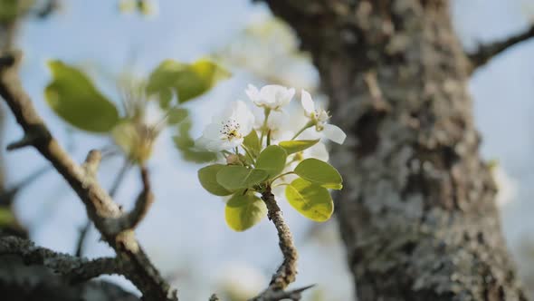 Spring Apple Flowers on Apple Branch Trees Blossom in the Garden Super Slow Motion alt