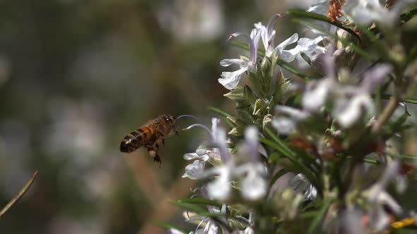 |European Honey Bee, apis mellifera, Bee in Flight, Foraging a Rosmary Flower, Pollinisation act alt