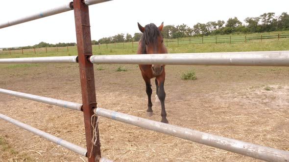 Beautiful Brown Horses in a Paddock in a Field in Summer Eating Hay alt