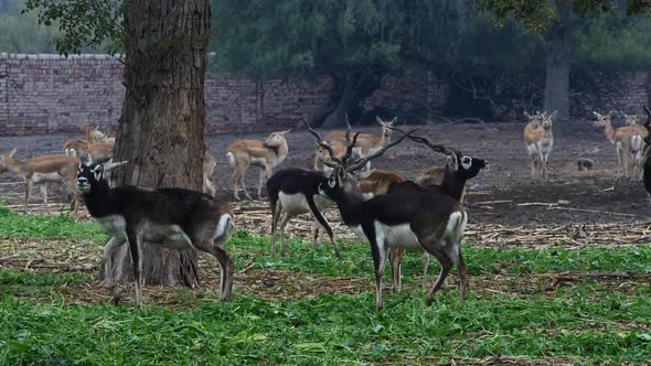 Spiral Elands Standing Near Tree In Rural Enclosure In Pakistan. Slow Motion alt