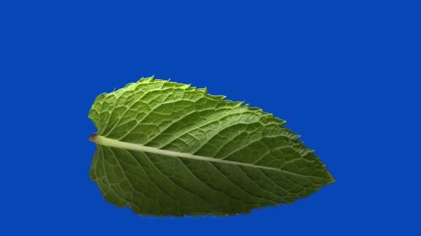 the Mint Leaf Rolling on Blue Chromakey Background