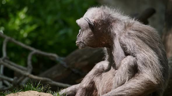 Portrait of a Chimpanzee alt