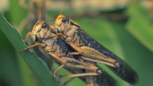 Epic macro footage showing mating pair of grasshoppers hanging on green plant in nature. alt