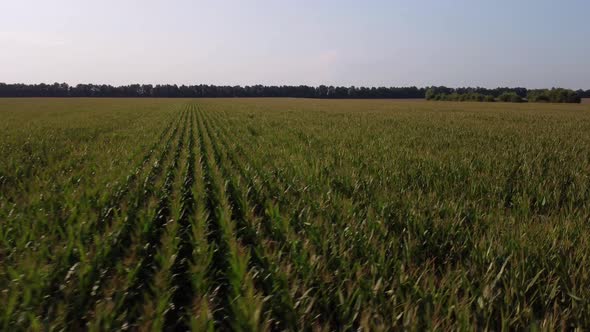 Corn field in the evening