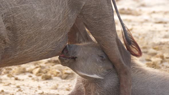 Warthog baby drinking milk from his mom  alt