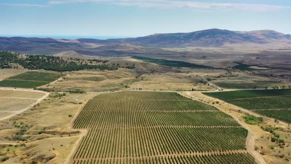 Aerial View of Mountain Vineyard in Crimea alt