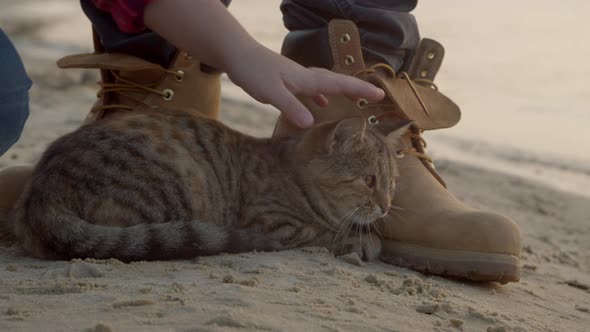 Cat Looking at Waves Near Crop Angler