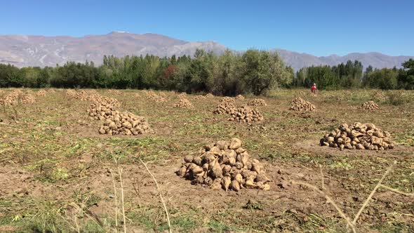 Heap Of Harvested Sugar Beet By Field In Autumn alt