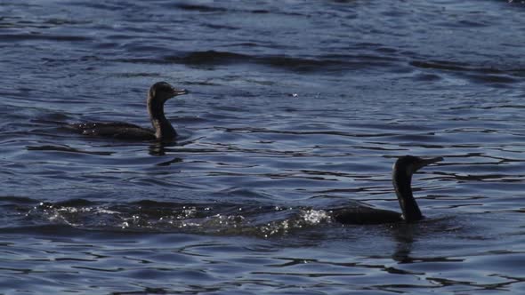 Cormorant Group Fishing in Super Slow Motion alt