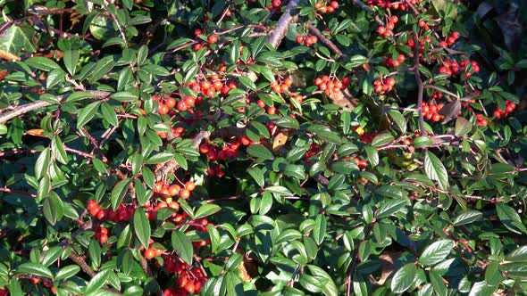 Shrub with red berries. Willow-leaved cotoneaster, Cotoneaster salicifolius.