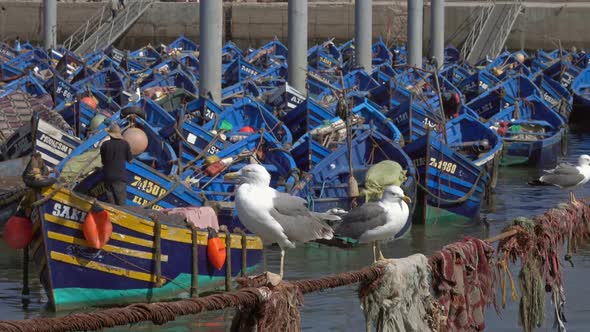 Fishing Boats in Port of Essaouira and Seagulls alt