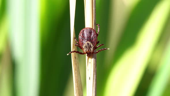 Mite Crawling on a Dry Blade of Grass Outdoors Macro alt