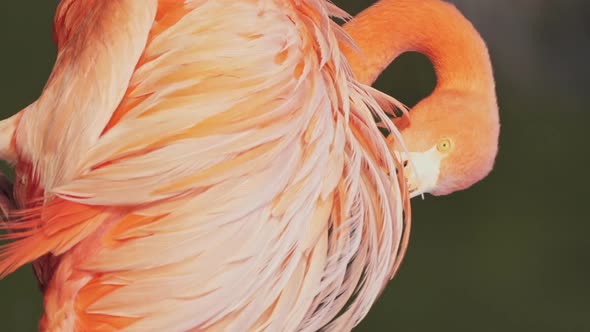 Close up vertical video of a concentrated reddish-pink american flamingo grooming its feathers in na alt