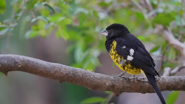 A Black-backed Grosbeak Perched on a Branch Looking Around alt